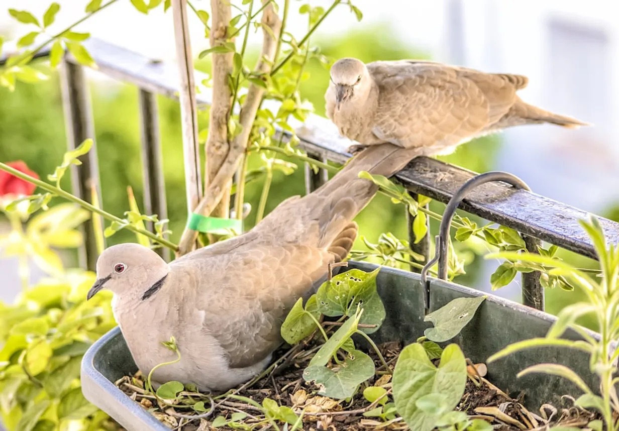 Building a Bird-Friendly Garden FeatureIllustration